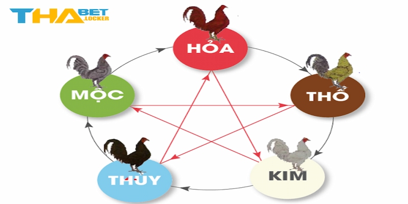 Hội viên cần nắm rõ cách xem màu mạng gà đá theo mùa