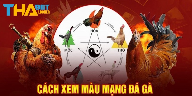 Màu mạng gà đá đỏ là biểu tượng của những giống hùng binh quý